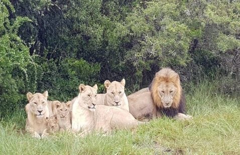 Gjuetari i rinocerontëve vritet nga elefanti dhe hahet nga luanët në Afrikën e Jugut