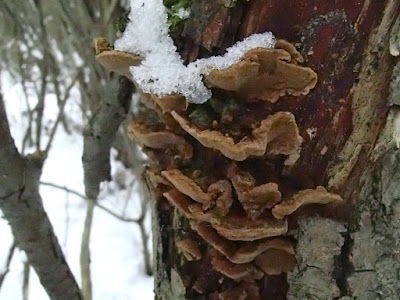 zima w górach, zimą na górskim szlaku, Pieniny, Biała Woda, wąwóz Homole, grzyby 2018, grzyby w grudniu, grzyby zimowe, uszaki bzowe, płomiennice zimowe, uszak skórnikowaty, kisielnica wierzbowa, ciżmówka