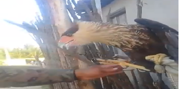 aves de rapina que eram mantidas em cativeiro