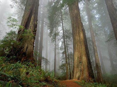 bosques, imágenes de bosques, el bosque