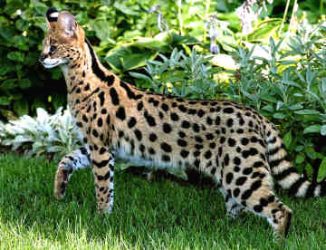 How much are savannah cats