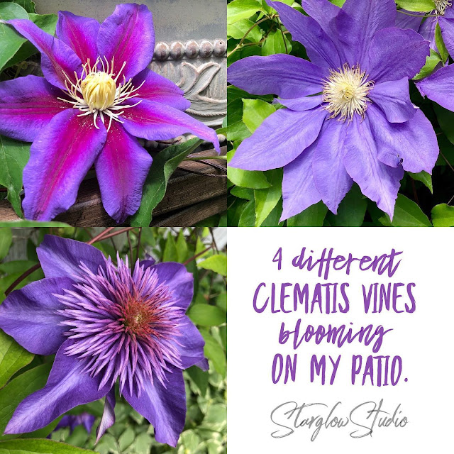 4 different Clematis vines blooming on my patio.