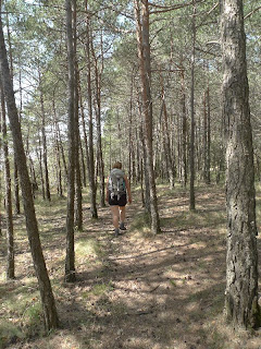 Camí pel bosc del Petaca 