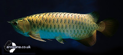 Types of Asian Arowana  Fish Exotic Tropical Ornamental 