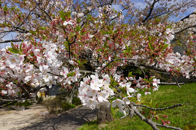 鳥取県西伯郡大山町御来屋 名和公園