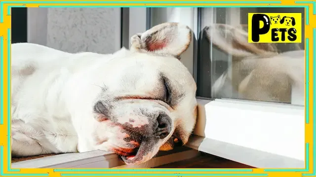 Lethargy Dogs: 5 Main Causes.