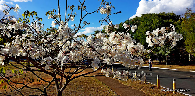 Florada do ipê branco, em Brasília