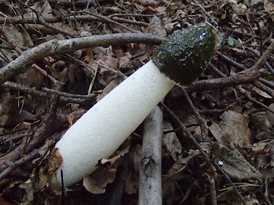 sromotnik smrodliwy {sromotnik bezwstydny]  Phallus impudicus.