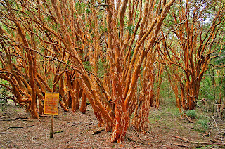 arrayanes forest