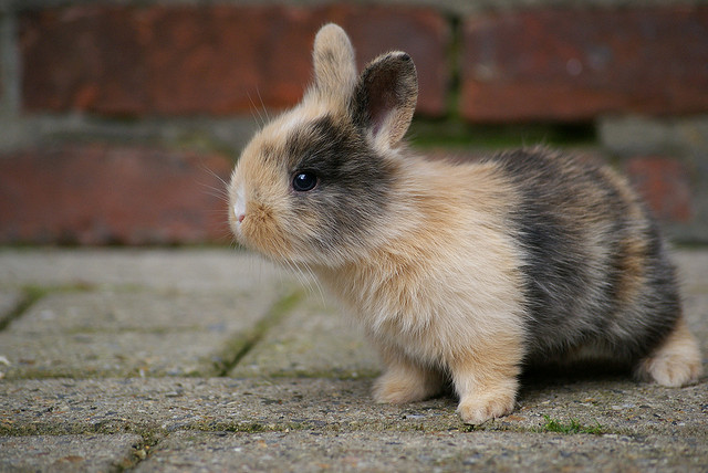 baby bunny pictures