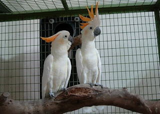 Cara Merawat Burung Kakatua Tips Standar Merawat Kakatua 