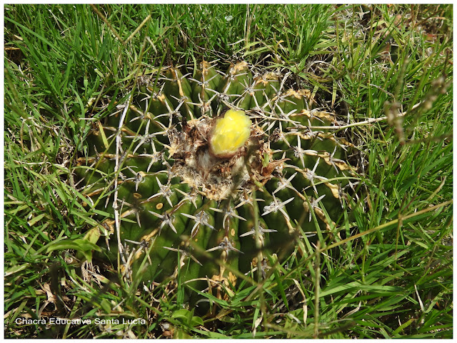 Cactus-Chacra Educativa Santa Lucía