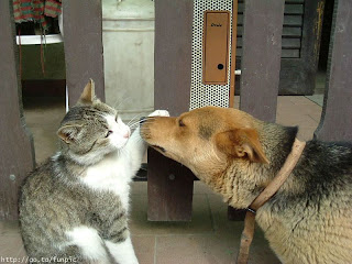 cute cat pats dog photo