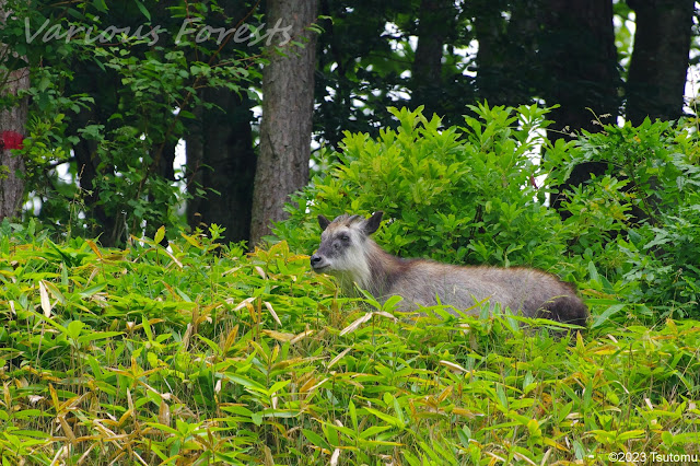 Japanese Serow in Kusatsu