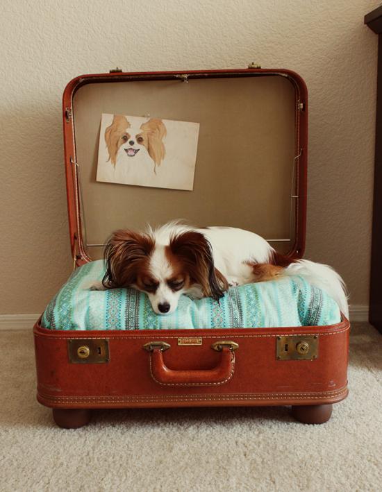 Maleta reciclada para mascota