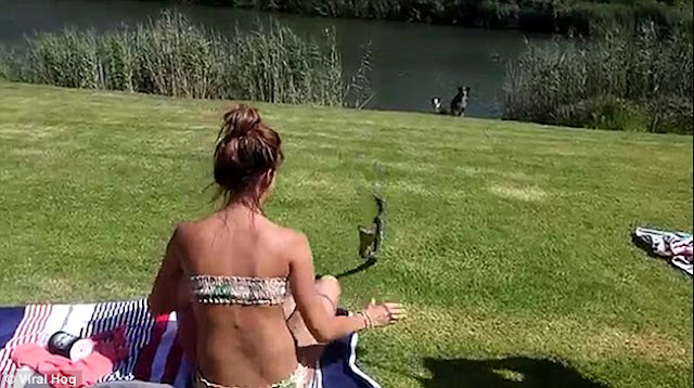  Sangat mengejutkan, wanita yang hanya memakai pakaian bikini bangun untuk menangkap ular yang merangkak untuk mematuk dia