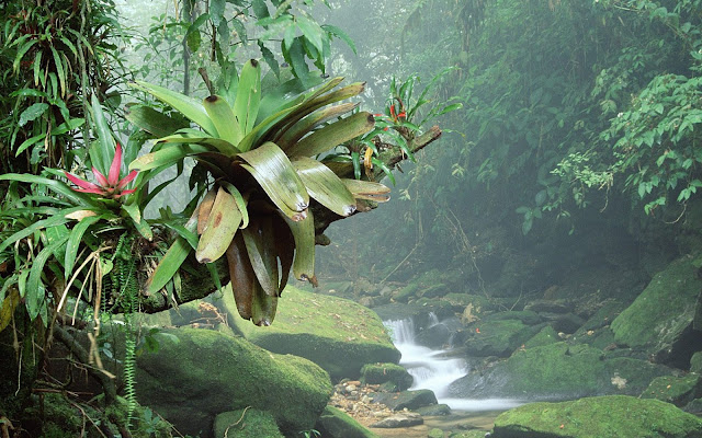 atlantic, rainforest, brazil, bocaina