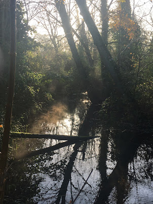 a forest pool with light filtering through the trees