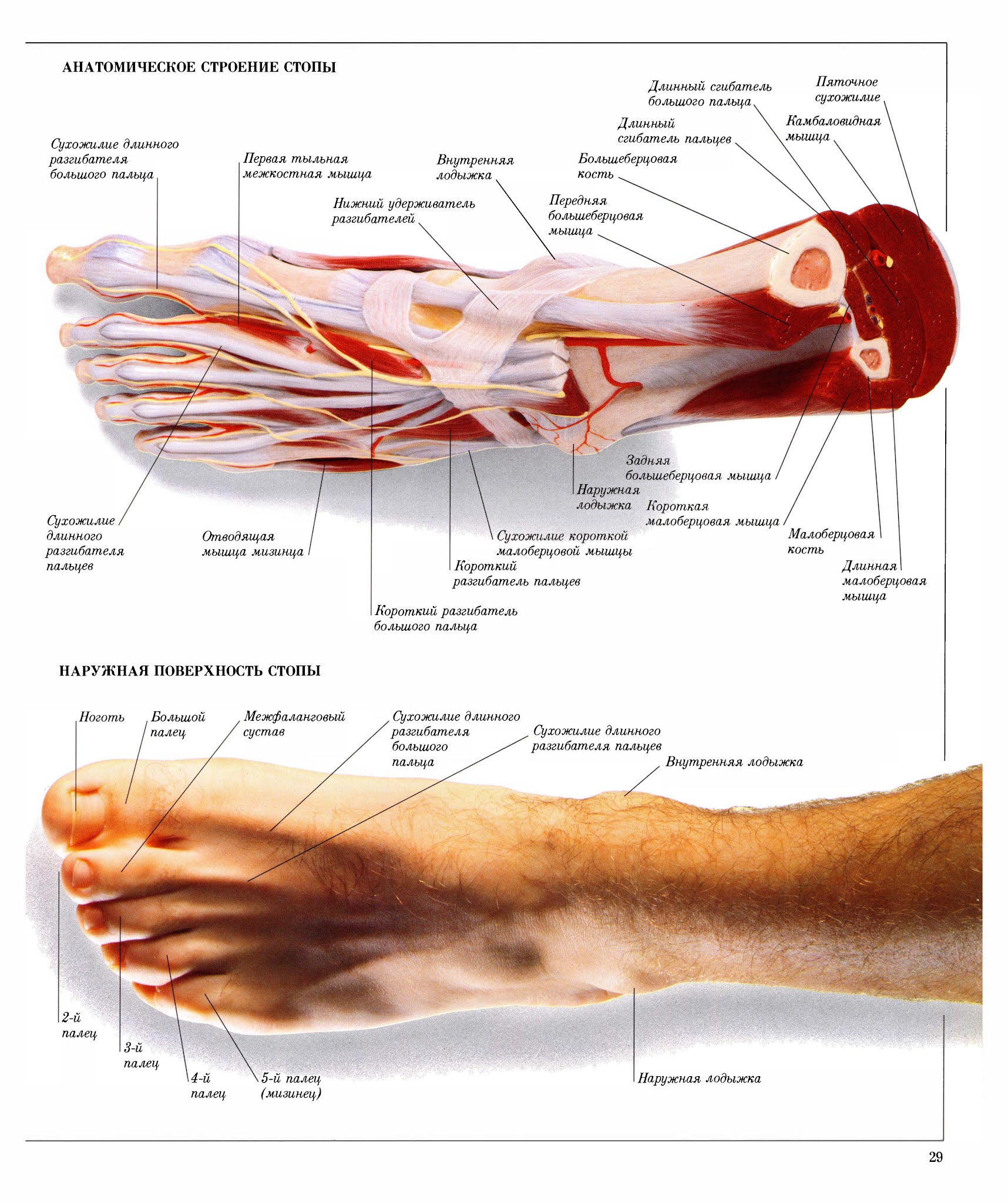 Строение стопы анатомия. Стопа строение мышцы связки сухожилия. Анатомия стопы связки и сухожилия. Анатомия стопы человека кости мышцы связки сухожилия. Стопа анатомия строение сухожилия и мышцы.