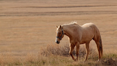 natural horse wallpapers - hd horse wallpapers - animal wallpapers
