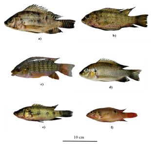 Otolith morphology of six species of Cichlidae from Lake Buyo in the South-west of Côte d’Ivoire