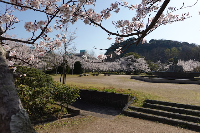 鳥取県米子市西町　港山公園　満開のソメイヨシノ桜の風景