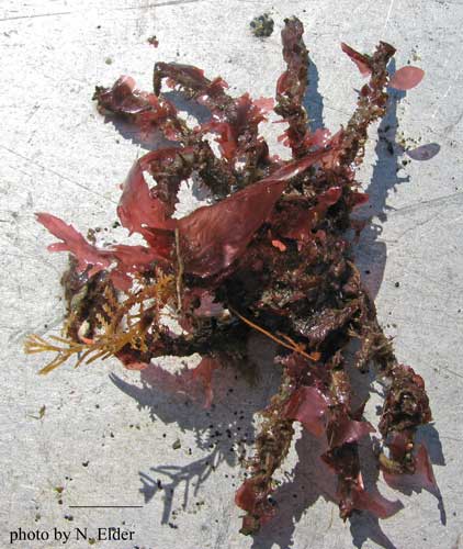 Graceful Decorator Crab (Oregonia gracilis), Gulf of Alaska…