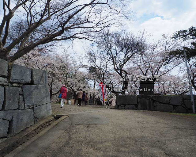 盛岡城跡公園の桜