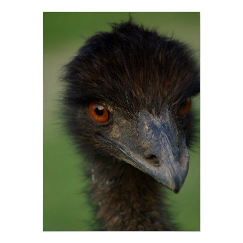 An Emu Smiles | Close-up Photo Poster