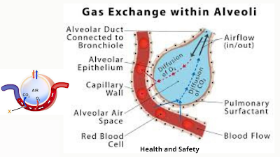 Gas Exchange with alveoli