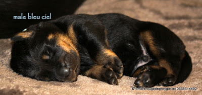 un autre petit beauceron  de quelques jours