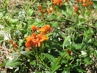 Orange daisy-like flowers - Botanical garden north of Hilo, Hawaii