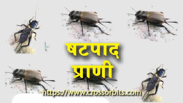 Cricket beetle