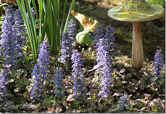 Ajuga_MorningSun