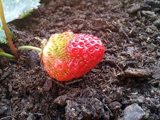 Une fraise, fin prête à être mangée! Ho non encore? Il faut d'abord la récolter...