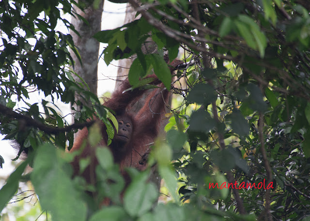 Orang Utan