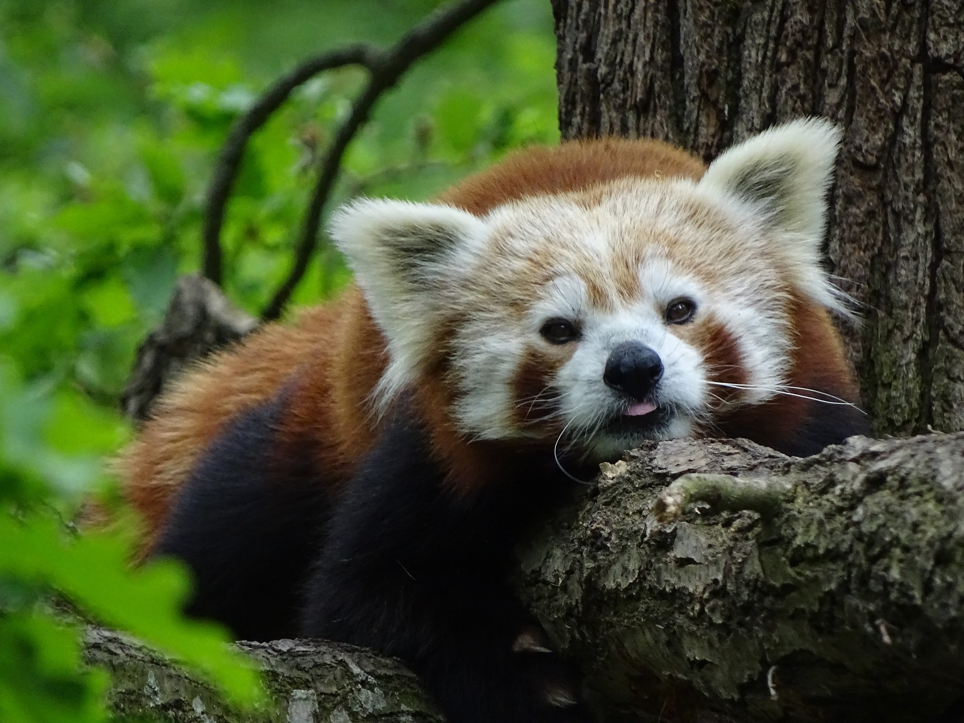 About the Red Panda, the Bamboo Chewing Panda from the Himalayas