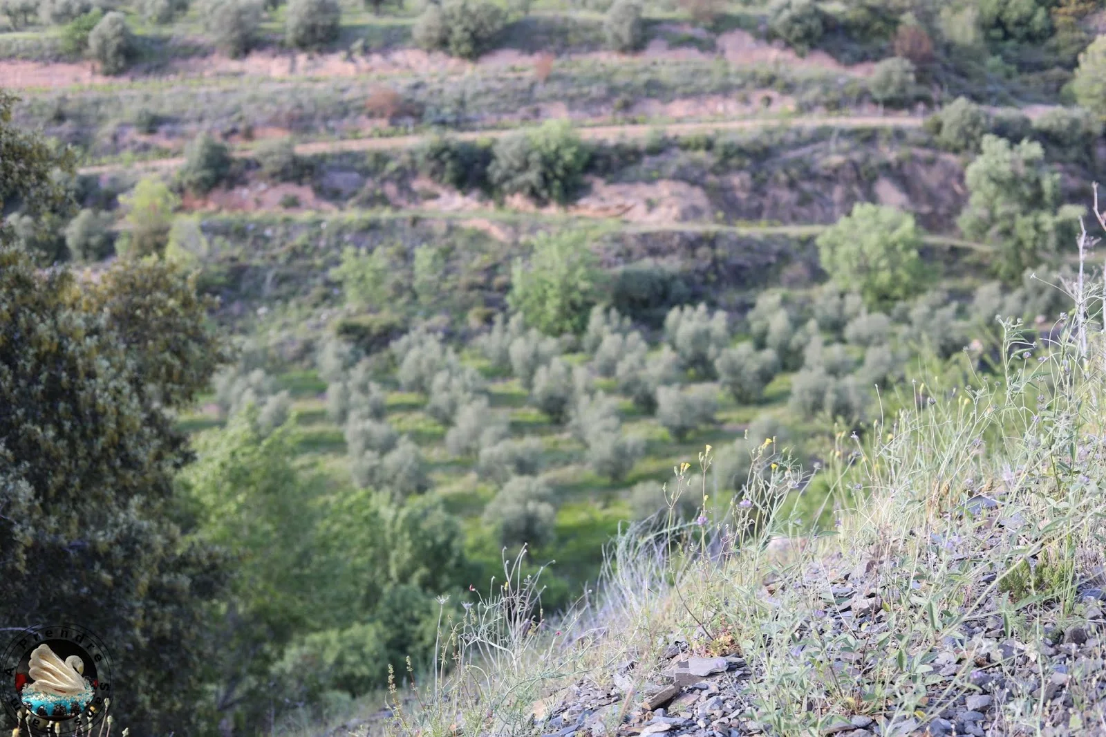 Le vignoble d'Alvaro Palacios : admirer les paysages à l'origine de son vin L'Ermita