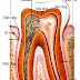 Tim hiểu về cấu tạo của răng