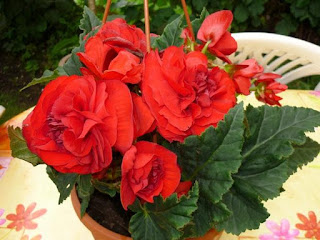 Begonia