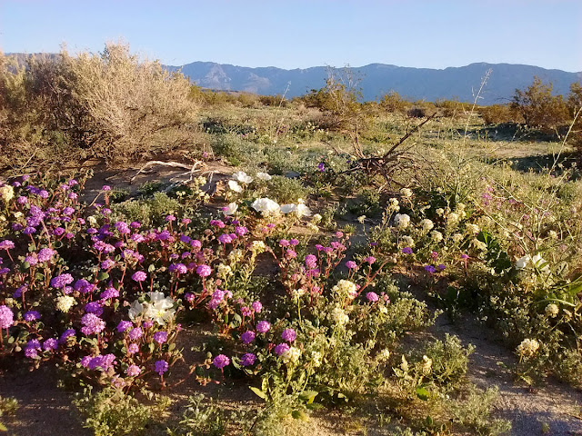 A carpeting of wildflowers at Old Springs Road OSP, Borrego Springs, California