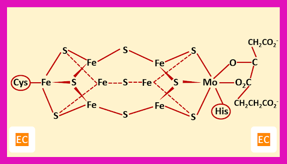 the FeMo cofactor site of nitrogenase