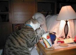 funny cat drinking mcdonalds shake from with a straw photo