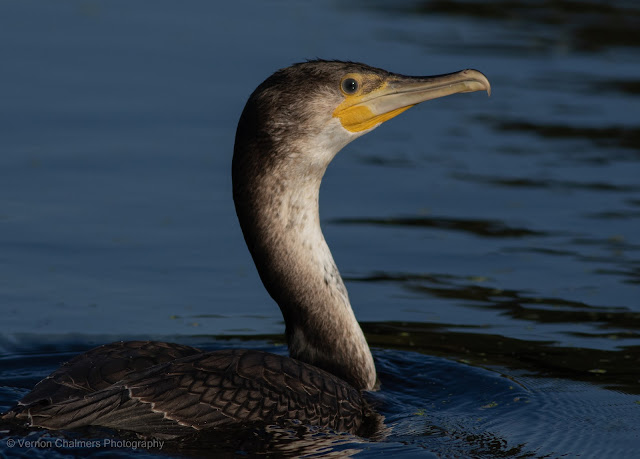 White-Breasted Cormorant Portrait Intaka Island, Cape Town