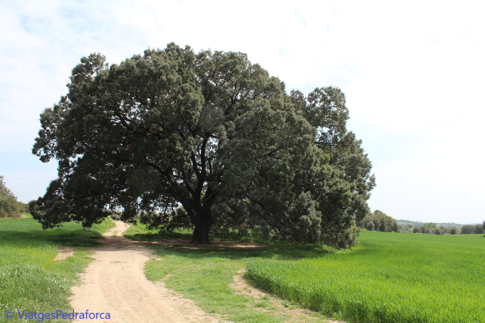 Berguedà, natura, arbre monumental de Catalunya