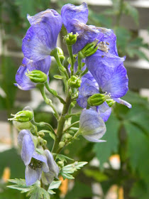 Monkshood Aconitum fall flowers in a Toronto Leslieville Backyard by Paul Jung Gardening Services