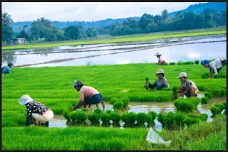 EXPANDING AGRICULTURAL SECTOR FRONTIERS IN NIGERIA VIA APPLICATION OF MARKETING PRINCIPLES: AN ISSUE  FOR SUSTAINABLE DEVELOPMENT