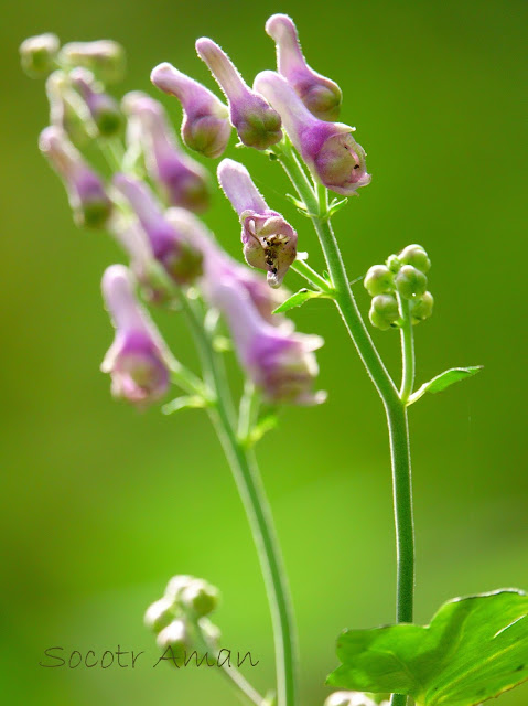 Aconitum fudjisanense