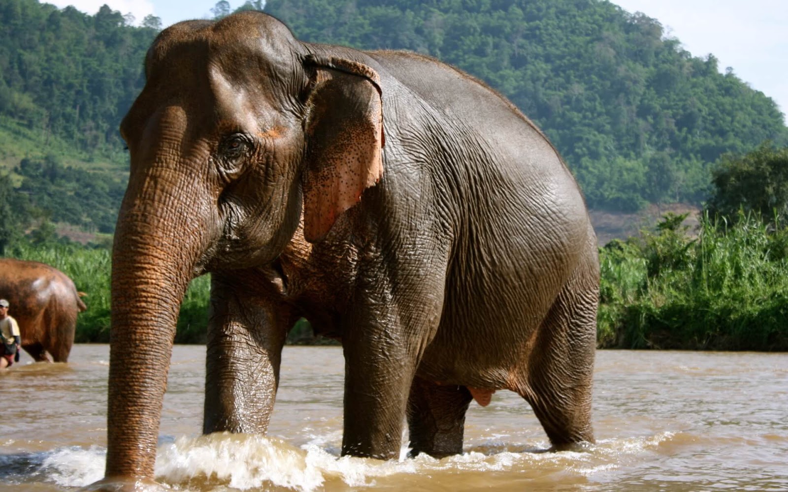 Тайский мокрый слон в реке / 2017.09.03