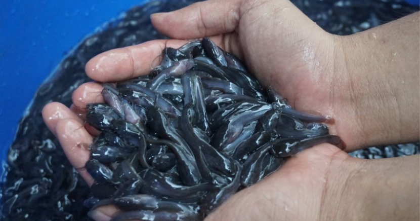 Berikut Supplier Jual Ikan Lele Bibit & Konsumsi Sofifi, Maluku Utara Terlaris